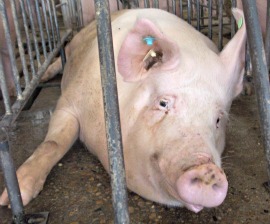 pig_crate_sad_270x224