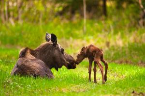 cow-and-calf-moose-in-grass-kincaid-michael-jones