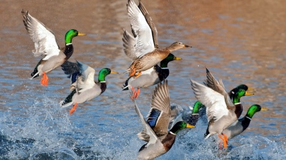 ducks_flying_over_water-1920x1080