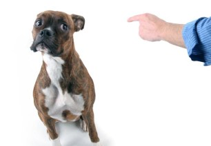 dog-training-boarding-breaks-bad-behaviors-600x417
