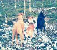 12376589_10153394907099220_1580517410516920438_n