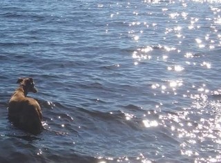 13445475_10153797216844220_467885374113334952_n