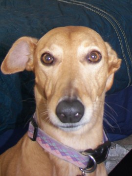 Autumn 2008-summer 2009 kodad 050