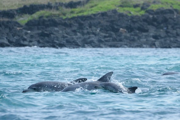 dolphin-captive-wild-calf