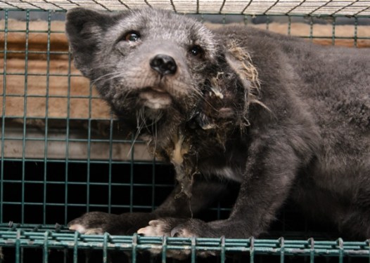 kauhava_bjorkholma_20123