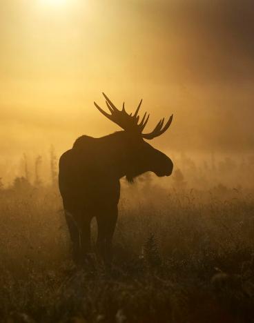 bull-moose-in-fog-tim-grams