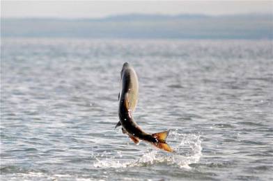 CT-09-02-Jumping_Salmon_USFWS
