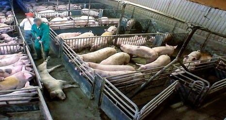 pic_5_824995_k825027_1200