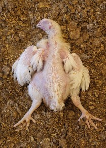 14255875946_89c197ac3a