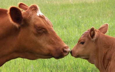 cow-and-calf