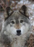 wolf-conservation-Denali